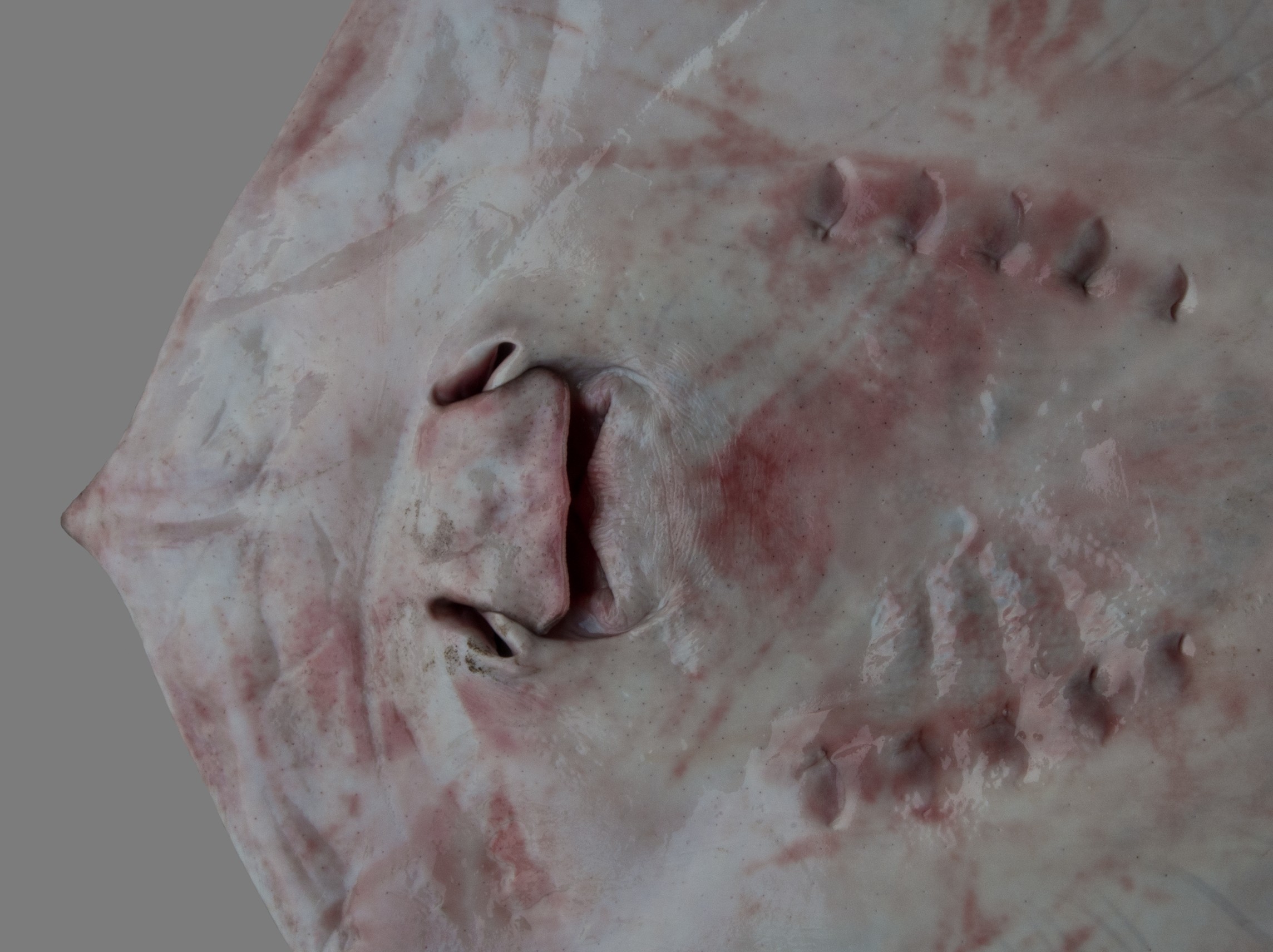 Maculabatis ambigua, male, 48 cm DW, underside of snout, Saudi Arabia: Jizan; S.V. Bogorodsky